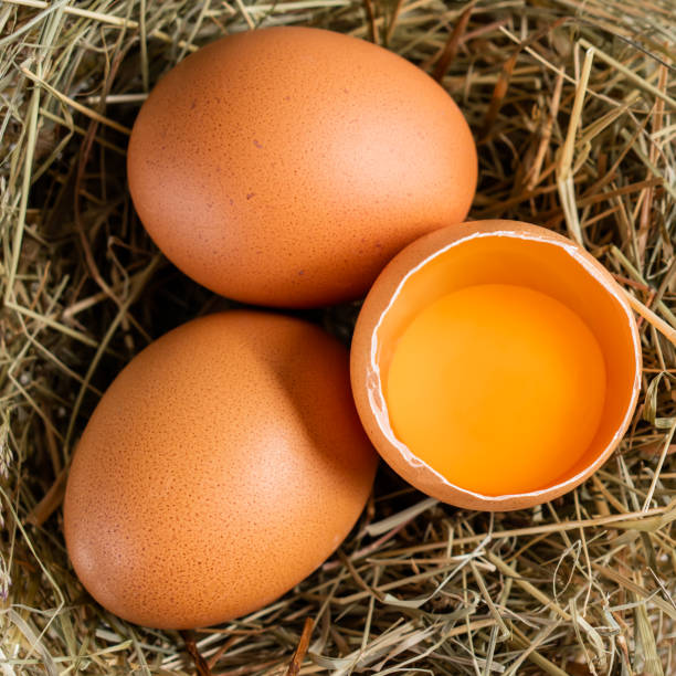 istock Closeup raw white brown organic fresh eggs shell with yolk from happy chicken hen free range farm on nature hatch grass straw nest healthy protein food symbol of spring season birth easter festival 1308707585