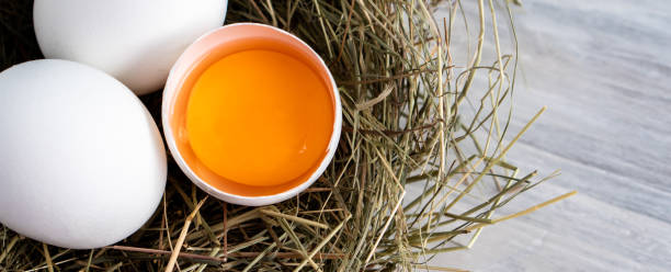 istock Closeup raw white brown organic fresh eggs shell with yolk from happy chicken hen free range farm on nature hatch grass straw nest healthy protein food symbol of spring season birth easter festival 1308707595