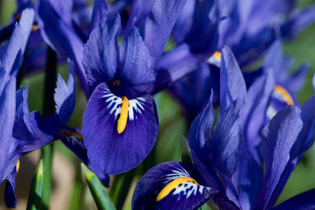 istock Iris Reticulata Harmony in flower in March 1308707611