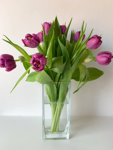 istock Purple spring tulips in glass vase 1308707668