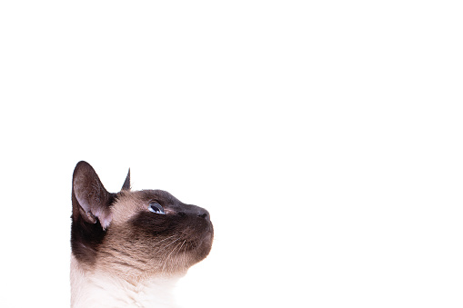 blue eyed siamese cat portrait on dark brown background with copy space left