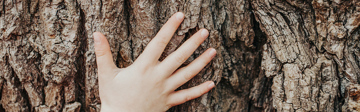Closeup of child hand touching old tree. World Earth Day. Save the planet nature environment concept. Connection with mother nature. Banner header for website.