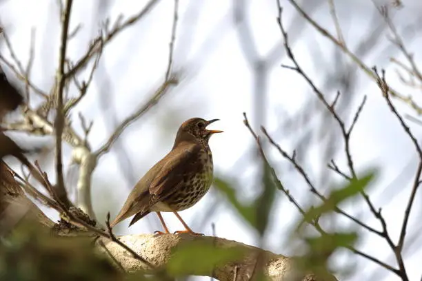 Singing nightingale sitting among the branches.