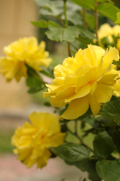 istock yellow roses close up on blurred natural background.horizontal photo 1308711143