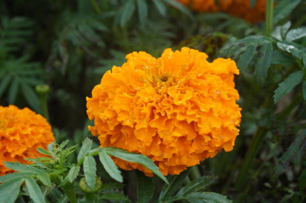 istock Focused Marigold flowers 1308711153