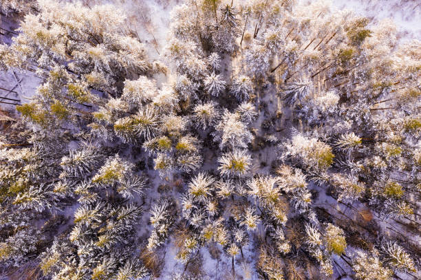 istock Winter forest aerial view with snow covered fir trees 1308713805