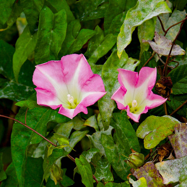 Two flowers of American Bindweed in a hedgerow in central Chile Two flowers of American Bindweed (Calystegia sepium americana) growing in a farm hedge in central Chile, near Santiago de Chile. This is the same species as the European Hedge Bindweed, with its white flowers, but this North American subspecies has been introduced by gardeners to other parts of the world, notably parts of South America and the Far East. bindweed photos stock pictures, royalty-free photos & images