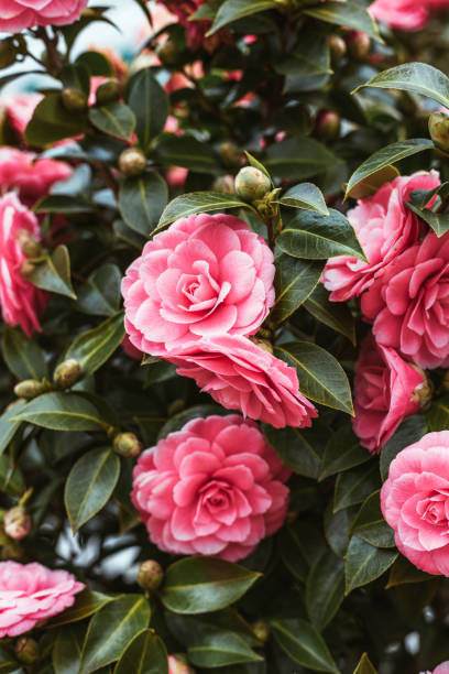 istock Beautiful pink camellia in a spring garden. 1308717708