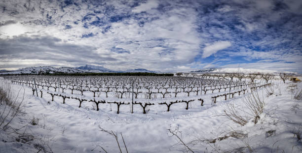 istock Panoramic view of vineyards in La Rioja after a heavy snowfall 1308717877