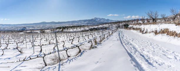 istock Panoramic view of vineyards in La Rioja after a heavy snowfall 1308717883