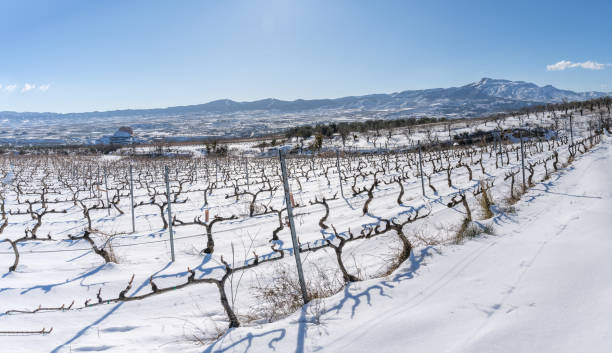 istock Panoramic view of vineyards in La Rioja after a heavy snowfall 1308717897
