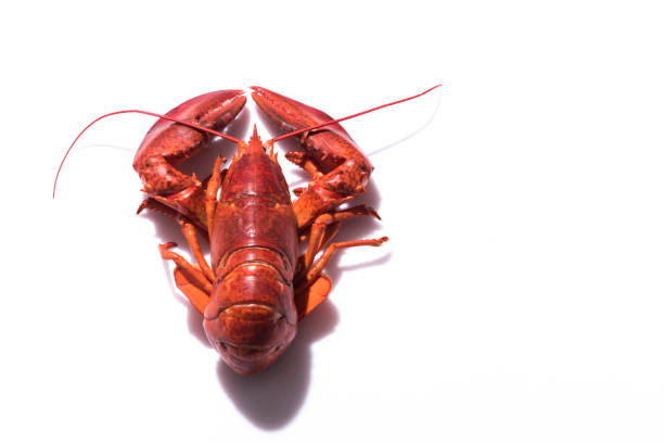 istock Lobster on white background with copy space 1308718845