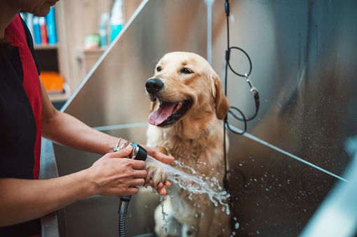 Perro retriver dorado tomando una ducha en un salón de aseo para mascotas. photo