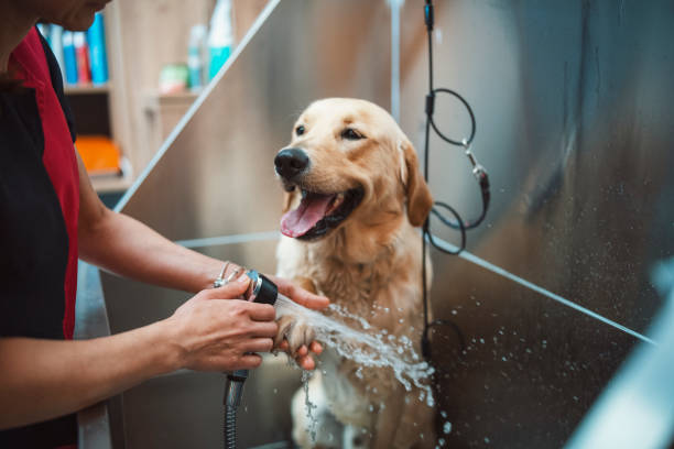 Golden retriver dog taking a shower in a pet grooming salon. Groomer working with a golden retriver dog in pet grooming salon. pet grooming salon stock pictures, royalty-free photos & images