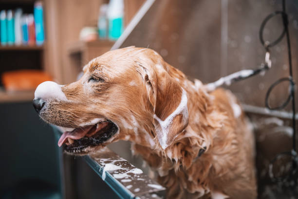 istock Golden retriver dog having a bath in a grooming salon. 1308719197