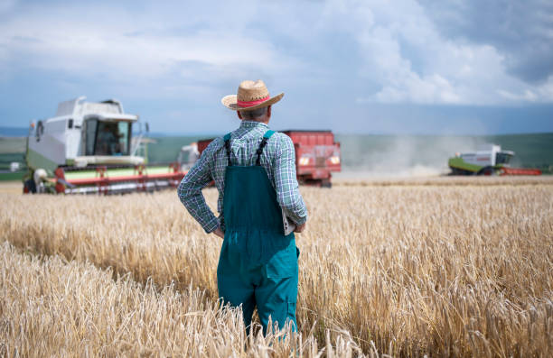 istock Senior farmer controling harvesting in his wheat field. 1308719210