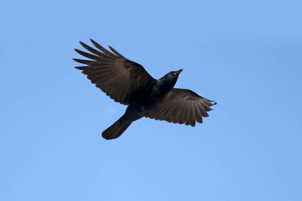 crow flying overhead on bright blue sky