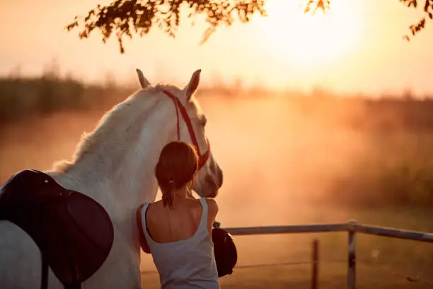 Photo of Young rider girl with her horse at sunset.
