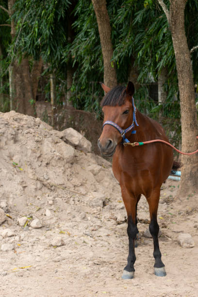 istock Horse standing on dirt ground 1308722771