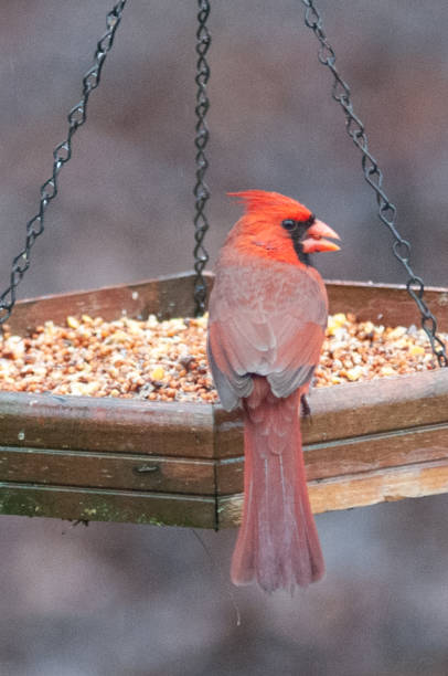 istock cardinal feeding at bird feeder in carolina 1308723427