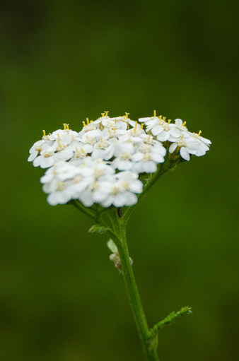 A white flower with small petals found in Estes Park, Colorado.