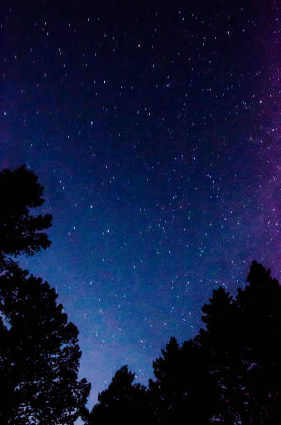 The star-speckled sky at night in the woods.