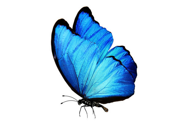 blue butterfly with legs and antennae. isolated on white background