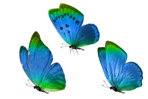 A beautiful little butterfly in nature. Wildlife. Fabulous beauty.