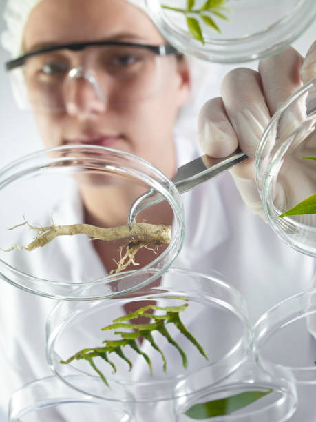 Scientist Examining Petri Dishes