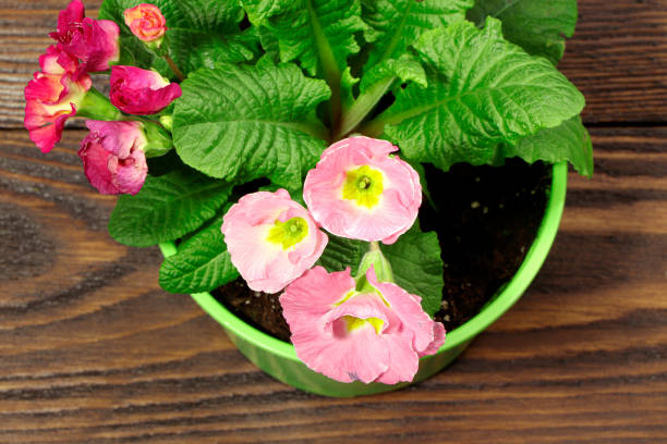 Flowers. Primula mix D10 in a pot on a wooden table.