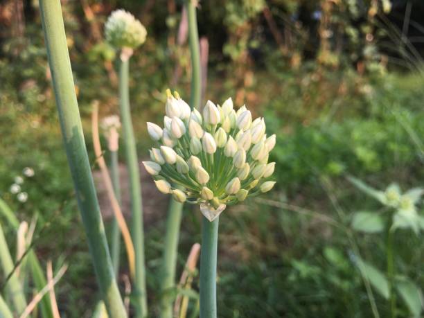 istock Onion Flower Stem in the garden 1308727596