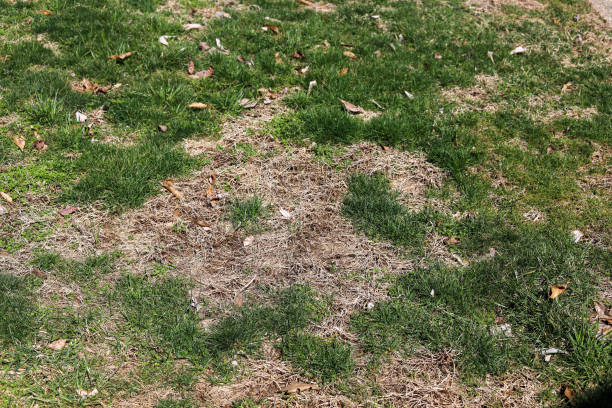 A patch of dead grass on a lawn
