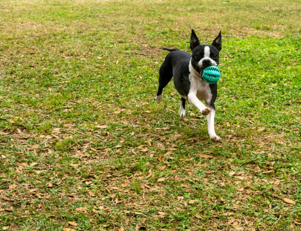 istock Boston Terrier Runnging with Rubber Ball 1308733142