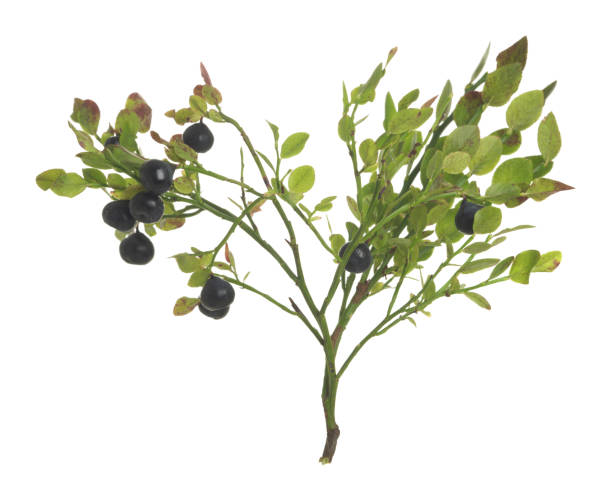 istock Blueberries in plant isolated on white background 1308734120