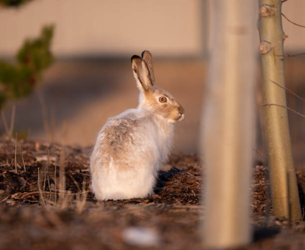 An Arctic Hare basks in the golden light of sunset stock photo