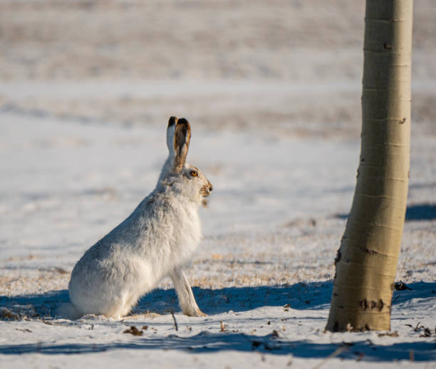 An Arctic Hare sits on snow in late winter stock photo
