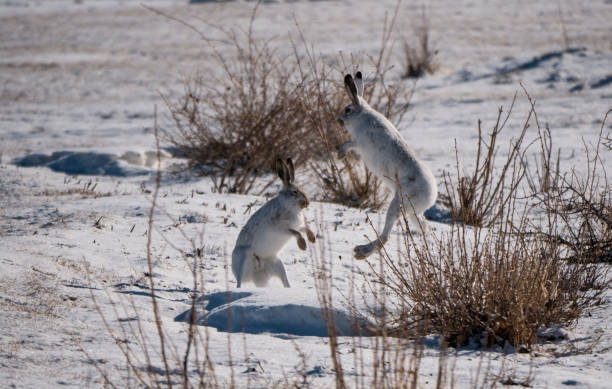 A couple of male Arctic Hares fight over territory in the snow stock photo