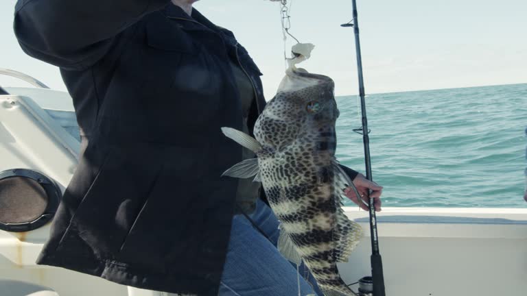 Woman  Fishing on a Boat Catching a Rock Bass Fish in the Sea of Cortez Near Puerto Peñasco Sonora Mexico