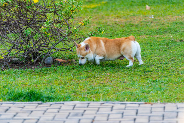 Entzückende walisische Corgi Hund auf Rasen – Foto