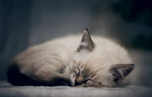 istock A small kitten is sleeping, curled up in a ball. 1308740248