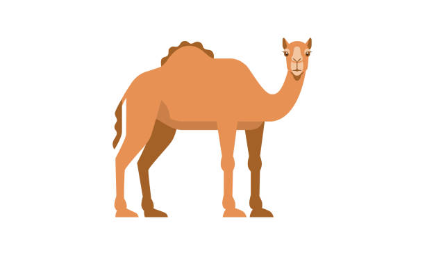 mittlere reine einheimische tier dromedar kamel (camelus dromedarius) seitenwinkelansicht, flachen stil vektor-illustration isoliert auf weißem hintergrund - camel animal dromedary camel desert stock-grafiken, -clipart, -cartoons und -symbole