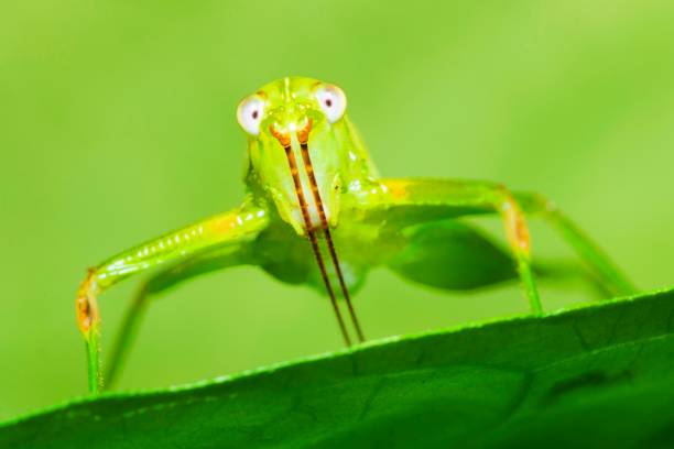 istock Funny face Grasshopper on green leaf - looking at camera. 1308748949