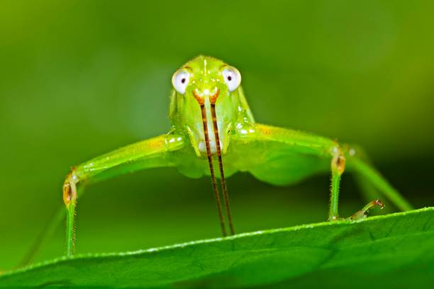 istock Funny face Grasshopper on green leaf - looking at camera. 1308749777