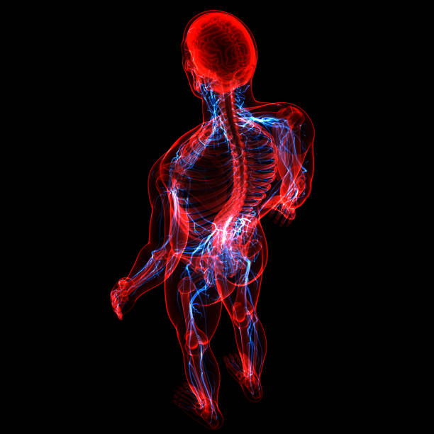 istock Central Organ of Human Nervous System Brain Anatomy 1308749959