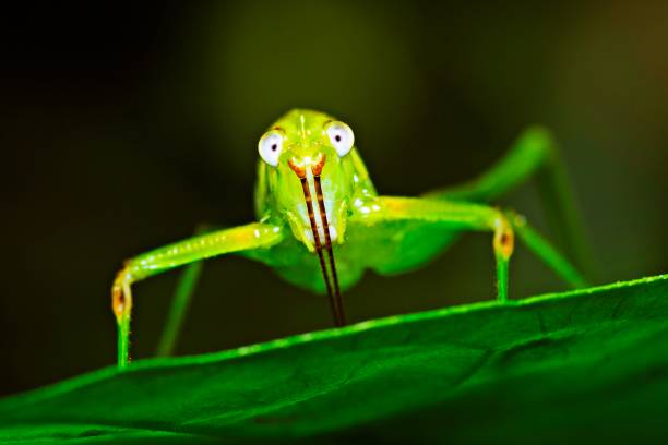 istock Funny face Grasshopper on green leaf - looking at camera. 1308749970