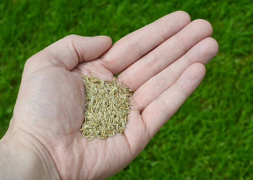 Closeup of a man's hand holding grass seed above a lawn.