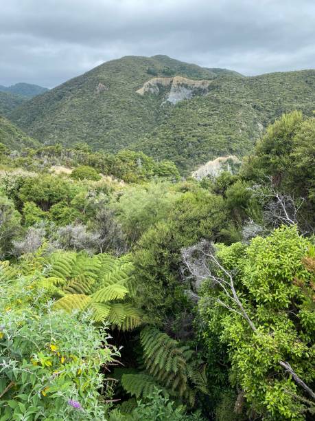 istock New Zealand native forest 1308758567