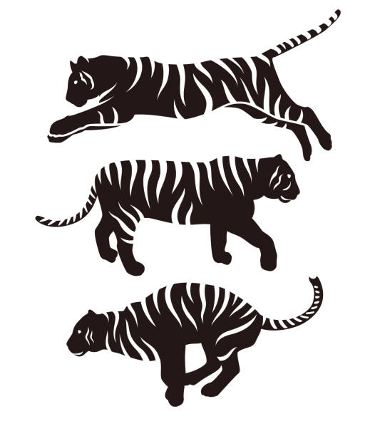 ilustraciones, imágenes clip art, dibujos animados e iconos de stock de conjunto de ilustración de tiger silhouette - animals in the wild white background animal black and white