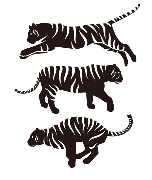 ilustrações, clipart, desenhos animados e ícones de conjunto de ilustração tiger silhouette - animals in the wild white background animal black and white