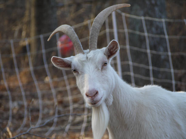 istock long horn long beard goat portrait (Annie) 1308761991